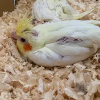 جوجه عروس هلندی درجه یک