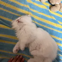 گربه