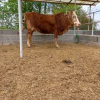 ۲ راس گاو ( گوساله ماده)