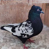 کبوتر سینه سیاه ماده پرشی گرفتنی