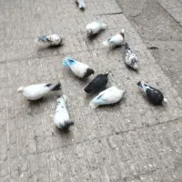 کفتر|پرنده|تبریز, |دیوار