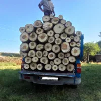 خرید انواع چوب صنوبر بیت نال وچوب خشک و