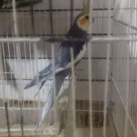 عروس هلندی