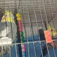 ۳تا عروس هلندی خاکستری