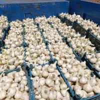 سیر چینی کله بار تازه