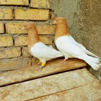 کله زرد