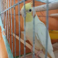 عروس هلندی لوتینو نر با قفس