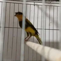 2 تا قناری نر شور