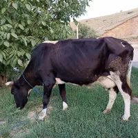 گاو هلشتاین 3ماه آبستن و شیرده