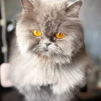پرشین دورگه ایتالیایی