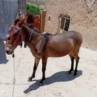 قاتر ماده دوساله