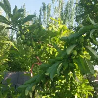 زمین-باغچه