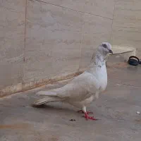 کبوتر پرشی