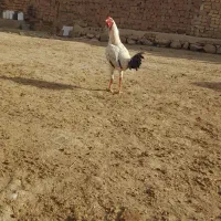 پنج عدد خروس لاری