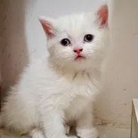 گربه پرشین 5ماهه