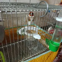 سهره جوجه قفس