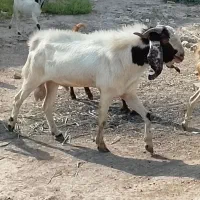 بز نر|حیوانات مزرعه|خرمشهر, |دیوار