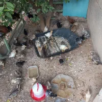 جوجه محلی