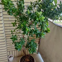 بنسای زیبا و بزرگ سالم