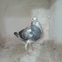 تعداد 20 عدد جوجه قلدر