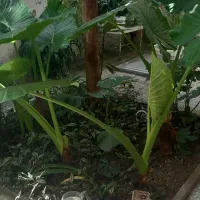 بابا آدم