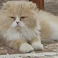 گربه پرشین نر ، کاراملی