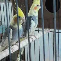 یجفت عروس هلندی فوق‌العاده عالی