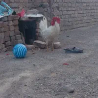 خروس سفید سرحال، نژاد دورگه اصلاح شده.