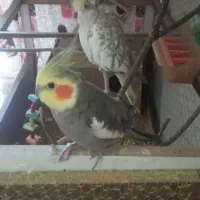 جفت عروس هلندی بالغ