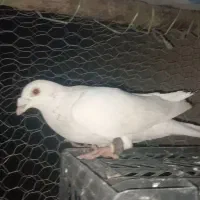 کبوتر پرشی وجفتگاهی