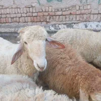 دام زنده|حیوانات مزرعه|فردوسیه, |دیوار