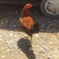 خروس لاری