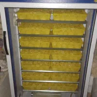 جوجه مرغ