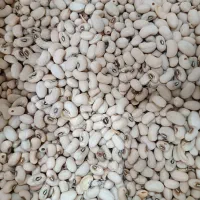 لوبیا چشم بلبلی