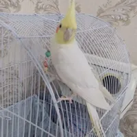 عروس هلندی گمشده