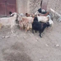 8بز داشتی با بزغاله