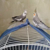 فروش یک جفت عروس هلندی