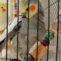 عروس‌هلندی زرنگ و مرغ‌عشق نر
