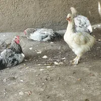 خروس|حیوانات مزرعه|هشتگرد, قاسم آباد بزرگ|دیوار