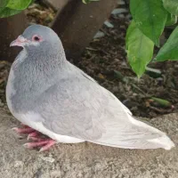 تعدادی کبوتر کله