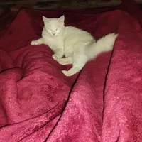 گربه|گربه|رودسر, |دیوار