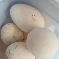 تخم قو غاز