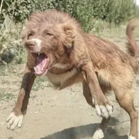 سگ قدرجونی توله نگهبان افغان پژدر سرابی ژرمن