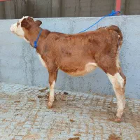 گوساله ماده مونت
