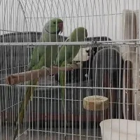 جفت طوطی ملنگو