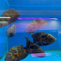 انواع ماهی های گوشتخوار و گیاهخوار
