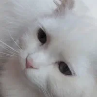 واگذاری گربه