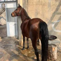 اسب|اسب و تجهیزات اسبسواری|میاندوآب, |دیوار
