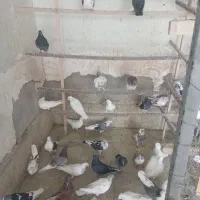 کبوتر کبوتر