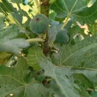 نهال|گل و گیاه طبیعی|مسجد سلیمان, |دیوار